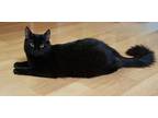 Adopt Bodhi a All Black Domestic Shorthair (short coat) cat in Scottsdale