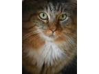 Adopt Maddie a Tan or Fawn (Mostly) Domestic Longhair (long coat) cat in
