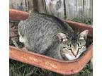 Adopt Kit kat a Brown Tabby Domestic Shorthair (short coat) cat in haslet