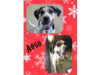 Adopt Argo a Tricolor (Tan/Brown & Black & White) Hound (Unknown Type) / Mixed
