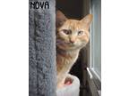 Adopt Nova a Orange or Red (Mostly) Domestic Shorthair (short coat) cat in