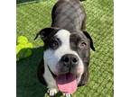 Adopt Mary a Black Labrador Retriever / Pit Bull Terrier / Mixed dog in Long