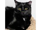 Adopt Indigo a All Black Domestic Shorthair / Mixed cat in Brighton