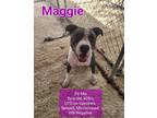 Adopt Maggie a Merle American Pit Bull Terrier / Mixed dog in Waller