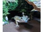 Adopt Scout a Gecko reptile, amphibian, and/or fish in Kalamazoo, MI (32543523)