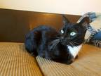 Adopt Enrico a Black & White or Tuxedo Domestic Shorthair (short coat) cat in