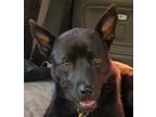 Adopt Jackson a Black - with White German Shepherd Dog / Labrador Retriever /