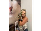 Adopt Carrie a Spotted Tabby/Leopard Spotted American Shorthair / Mixed cat in