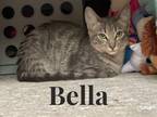 Adopt Bella, Jess, Gus, Pepper a Gray or Blue Russian Blue (medium coat) cat in
