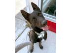 Adopt HP a Black - with Brown, Red, Golden, Orange or Chestnut Belgian Malinois