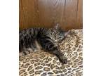 Adopt Savannah a Brown Tabby Domestic Shorthair (short coat) cat in Houston