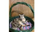 Adopt Nolan a Tan or Fawn Tabby Domestic Shorthair (short coat) cat in Houston