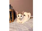 Adopt Goldenrod a White (Mostly) Domestic Shorthair (short coat) cat in Houston