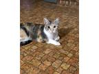 Adopt Circe a Calico or Dilute Calico Domestic Shorthair (short coat) cat in