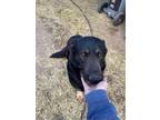 Adopt Hercules a Black - with Brown, Red, Golden, Orange or Chestnut German