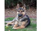 Adopt Jenna a Black - with Tan, Yellow or Fawn German Shepherd Dog / Mixed dog
