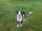 Adopt Buddy a Black - with White Mixed Breed (Large) / Mixed dog in CUSHING