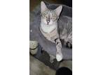 Adopt Konnie a Gray or Blue (Mostly) Domestic Shorthair (short coat) cat in Yuba