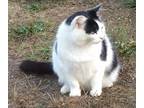 Adopt Mr. Mom a Black & White or Tuxedo Domestic Shorthair (medium coat) cat in