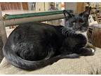 Adopt Oreo a Black & White or Tuxedo Domestic Shorthair (short coat) cat in Palo