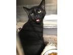 Adopt Sphynx a All Black Domestic Shorthair / Mixed cat in Richmond