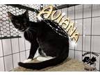 Adopt Aviana a Black & White or Tuxedo Domestic Shorthair (short coat) cat in