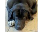 Adopt Mack a Black Labrador Retriever / Great Pyrenees / Mixed dog in Kaufman