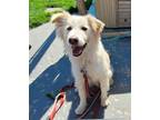 Adopt Oscar a White Mixed Breed (Medium) / Mixed dog in Niagara Falls