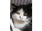 Adopt Patrick a Black & White or Tuxedo Domestic Shorthair (short coat) cat in