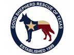 Adopt * Good Shepherd Rescue - Facebook Albums * a German Shepherd Dog