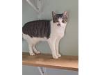 Adopt Aston a Domestic Short Hair