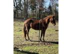 Adopt Trigger a Chestnut/Sorrel Quarterhorse horse in Baton Rouge, LA (30009116)