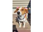 Adopt Betty a Tan/Yellow/Fawn - with White Jack Russell Terrier / Hound (Unknown