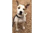 Adopt Spot a White - with Red, Golden, Orange or Chestnut Mixed Breed (Medium) /