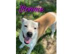 Adopt Bonnie & Clyde a Pit Bull Terrier, Chow Chow