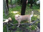 Adopt Willow a Labrador Retriever, Shepherd