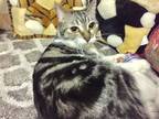 Adopt Maxi and Kiwi (bonded pair) a Gray, Blue or Silver Tabby Domestic