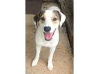 Adopt Mija a Beagle, Mixed Breed