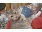 Adopt Natasha a Calico or Dilute Calico Domestic Shorthair (short coat) cat in