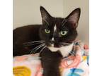 Adopt Cassidy a All Black Domestic Shorthair / Domestic Shorthair / Mixed cat in