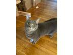 Adopt Caradoc a Gray or Blue (Mostly) Domestic Shorthair / Mixed (short coat)