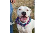 Adopt Sierra a White Dogo Argentino / Mixed dog in Seattle, WA (35316375)