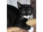 Adopt Cheddar a Black & White or Tuxedo Domestic Shorthair (short coat) cat in