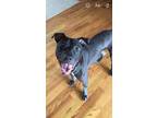 Adopt Beau a Black Pit Bull Terrier / Mixed dog in Pittsburgh&Greensburg