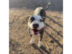 Adopt Starlet a Pit Bull Terrier