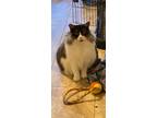 Adopt Missy a Black & White or Tuxedo Domestic Longhair (long coat) cat in Baton