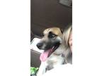 Adopt Stevie Wonder a Tan/Yellow/Fawn Sheltie, Shetland Sheepdog / Mixed dog in