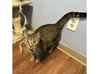 Adopt Ashley a Gray or Blue Domestic Shorthair / Mixed cat in Port Richey