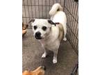 Adopt Diamond a White - with Brown or Chocolate Pug / Beagle / Mixed dog in