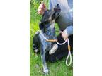 Adopt Barley a Black Australian Cattle Dog / Mixed dog in Philadelphia